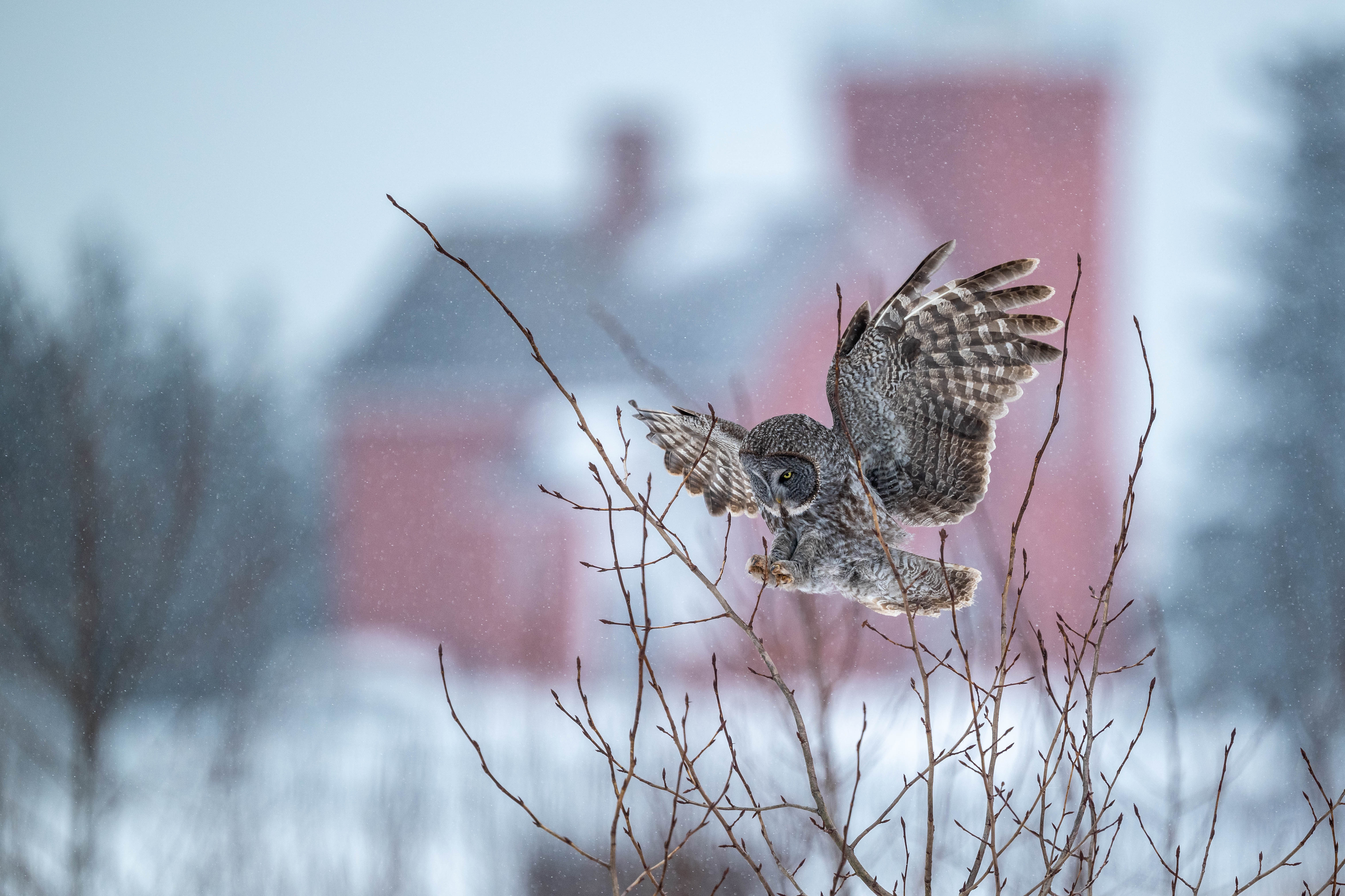 Chasing Ghosts of the North: Photographing Owls in Sax-Zim Bog and Minnesota’s North Shore