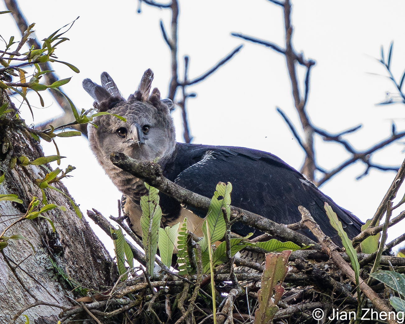 Capturing the Majesty of the Harpy Eagle at Darién National Park, Panama